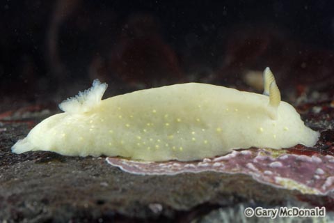 Cadlina_modesta_0067