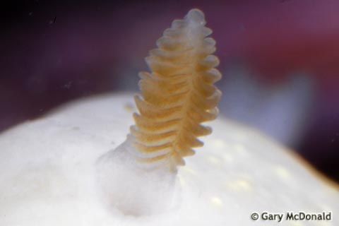 Cadlina_modesta_1-0001.jpg