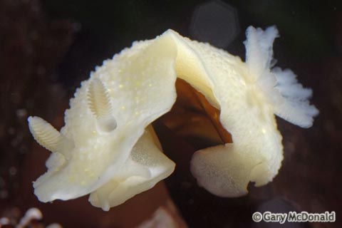 Cadlina_modesta_9-0076.jpg