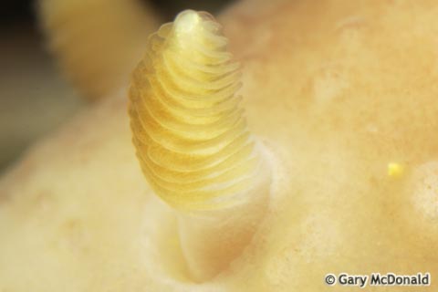 Cadlina_sparsa_2-0035.jpg