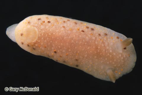 Cadlina-sparsa-slide-001