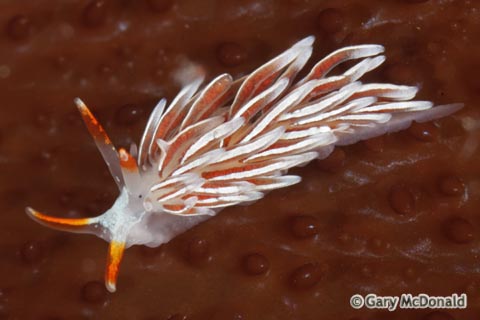 Catriona_columbiana_2-0048