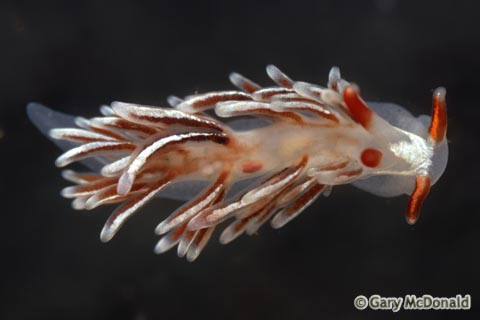 Catriona_columbiana_slide_001