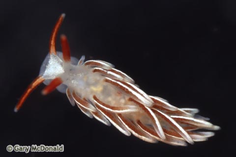 Catriona_columbiana_slide_002