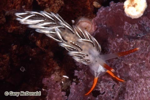 Catriona_columbiana_slide_006