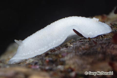 Conualevia_alba_0007