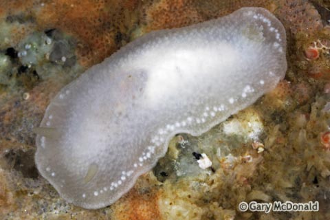 Conualevia_alba_0035