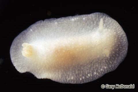 Conualevia_alba_slide_0002