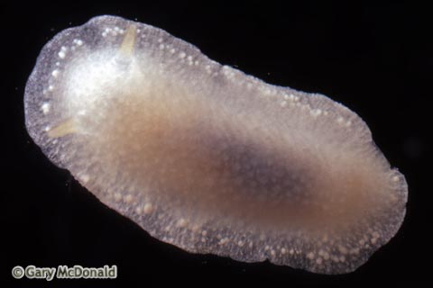 Conualevia_alba_slide_0003