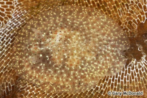 Corambe_pacifica_0006