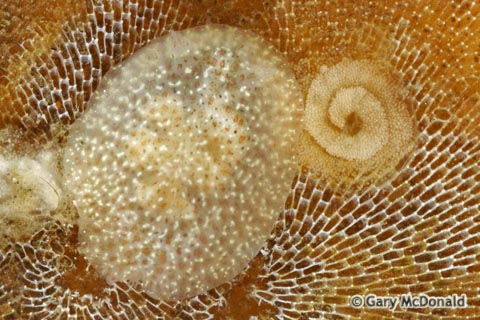 Corambe_pacifica_0032