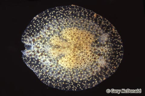 Corambe_pacifica_slide_0001