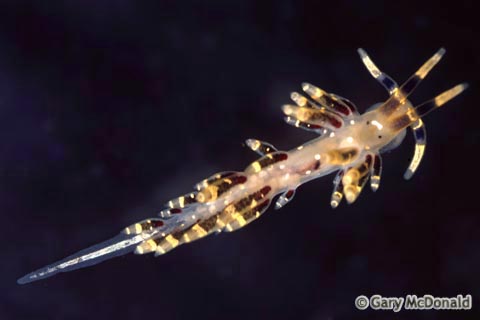 Cuthona_abronia_slide_003