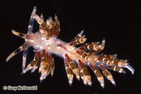 Cuthona_abronia_slide_005