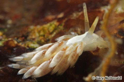 Cuthona_albocrusta_1_0037