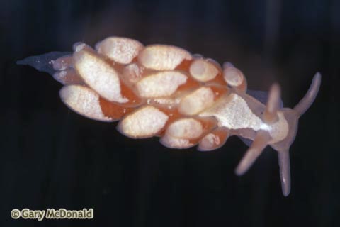 Cuthona_albocrusta_slide_004