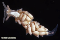 thumb_Cuthona_albocrusta_slide_001