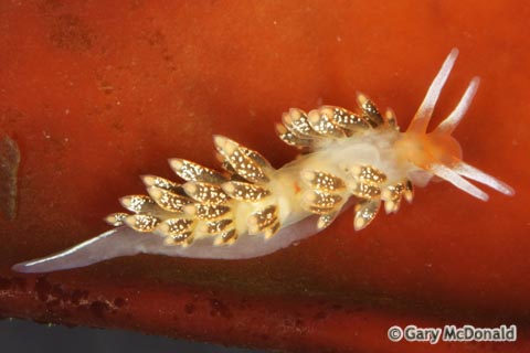 Cuthona_flavovulta_0008