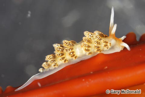 Cuthona_flavovulta_0018