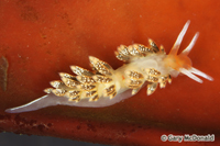 thumb_Cuthona_flavovulta_0008