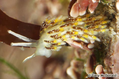 Cuthona_fulgens_2_0027