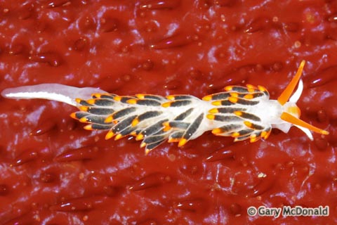 Cuthona_lagunae_0013