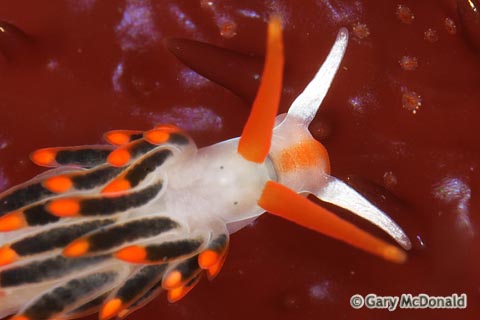 Cuthona_lagunae_0020