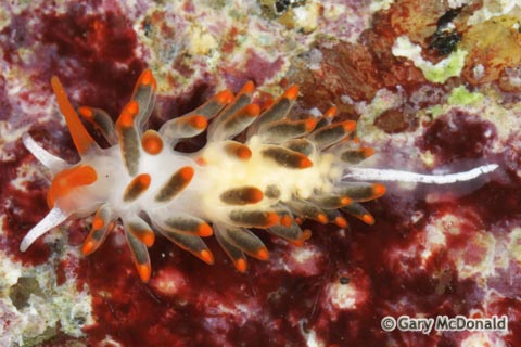 Cuthona_lagunae_0093