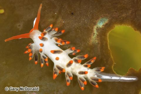 Cuthona_lagunae_0103