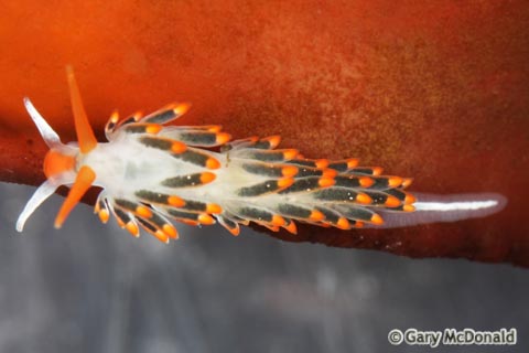 Cuthona_lagunae_6_0105