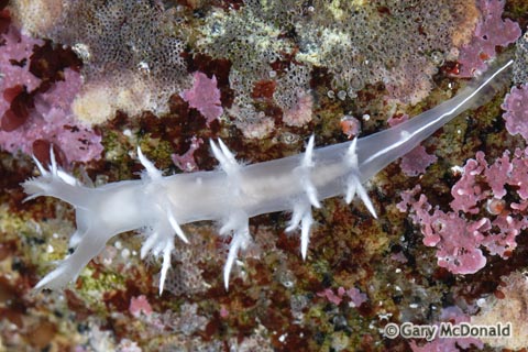 Dendronotus_albus_0029