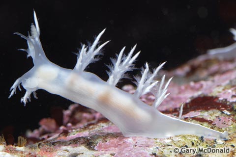 Dendronotus_albus_0048