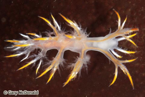 Dendronotus_albus_0105