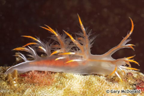 Dendronotus_albus_0117