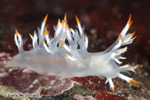 Dendronotus_albus_0147