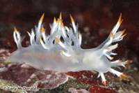 thumb_Dendronotus_albus_0147