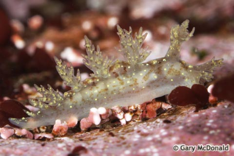 Dendronotus_frondosus_0031