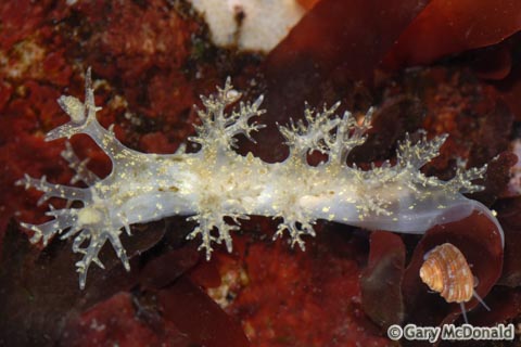 Dendronotus_frondosus_4_0072