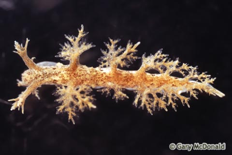 Dendronotus_frondosus_slide_001