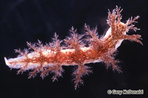 Dendronotus_frondosus_slide_002