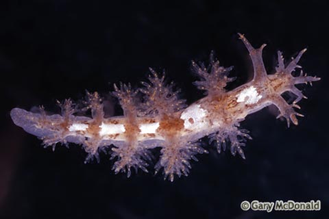 Dendronotus_frondosus_slide_003