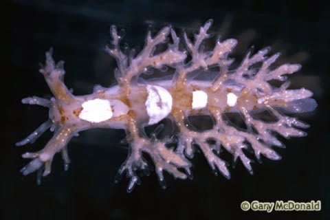 Dendronotus_frondosus_slide_004