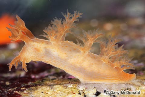 Dendronotus_subramosus_0031