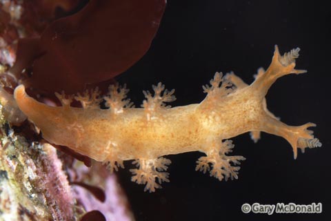 Dendronotus_subramosus_0057