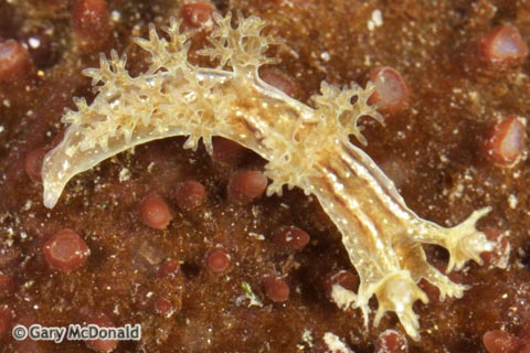 Dendronotus_subramosus_0124