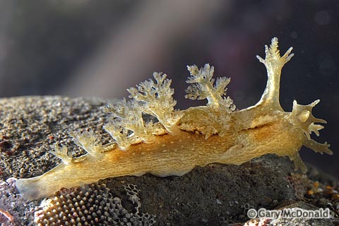 Dendronotus_subramosus_0149