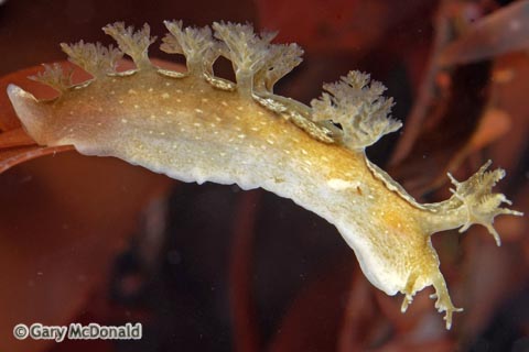 Dendronotus_subramosus_0170