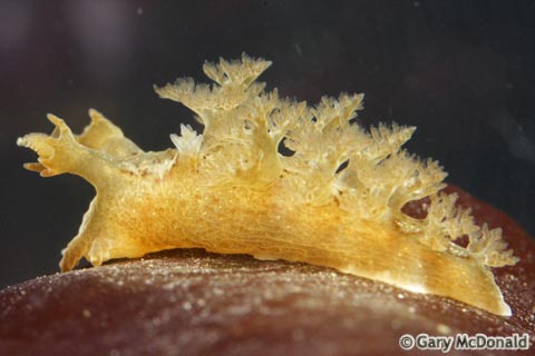 Dendronotus_subramosus_10_0181