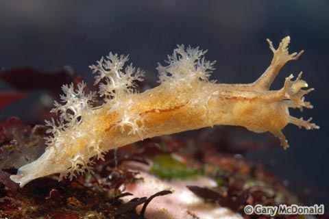 Dendronotus_subramosus_12_0199