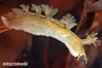 thumb_Dendronotus_subramosus_0170